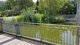 Teich rechts.webp