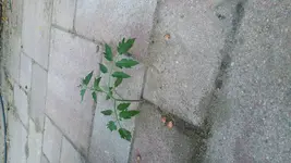 IMG-20180730-WA0002.webp