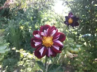 20180731_172754.webp
