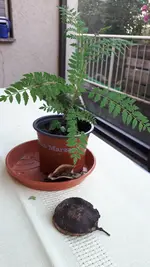 jacaranda.webp