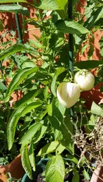 20180727_164640_resized.webp