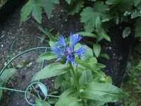 BILD0364.webp