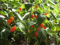 BILD0405.webp