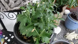 DSC00171.webp