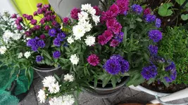 DSC00172.webp