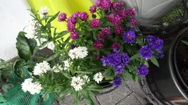 DSC00173.webp