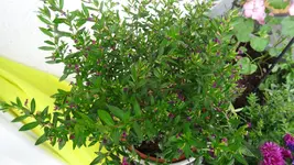 DSC00174.webp