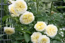 Rose The Pilgrim1518.webp