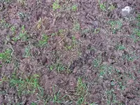 IMG_0806 - Copy.webp