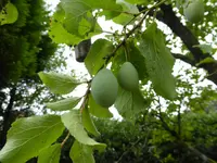 P1100580Pflaumen.webp