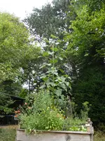 P1100574Hochbeet.webp