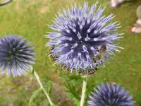 P1100571Kugeldistel.webp