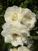P1100595Schneewittchen.webp