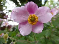 P1100593Herbstanemone.webp