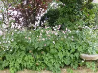 P1100592Herbstanemonen.webp