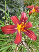 P1100591Taglilie.webp