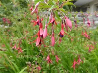 P1100583Fuchsie.webp
