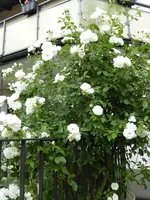 P1100582Schneewittchen.webp