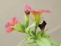 c051.jpg
