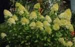 Limelight_in full bloom_900.JPG