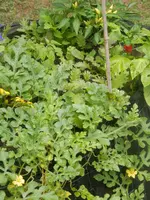 P8020681.webp
