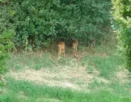 Forum Rehe Böschung 2018_08_03 P1100270.webp