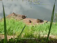 Forum Enten Steg 2018_07_30 P1100265.webp