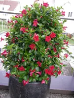 04_08_2018 (21).webp 04_08_2018 (21).webp