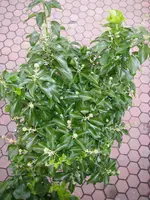 04_08_2018_2 (4).webp