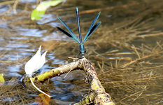libelle_blau.webp