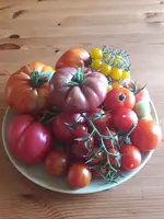 Tomatenteller.webp