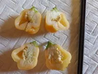 Aji Fantasy Peach.webp