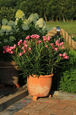 Oleander_800.JPG