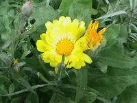 DSC02578.webp