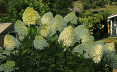 Limelight_full bloom_900.JPG