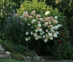 Vanilla fraise_full bloom_900.JPG