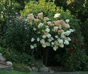 Vanilla fraise_full bloom_900.webp