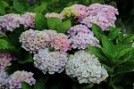 Ballhortensie Magial Coral Rosa_900.JPG