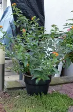 Wandelröschen.webp