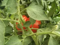 BILD0475.webp