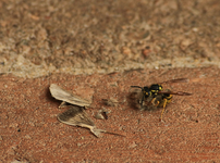 Wespe frisst Motte3_800.webp