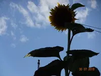 DSC01387.webp