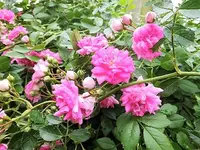 DSCI0065.webp