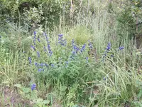 100_0510.webp