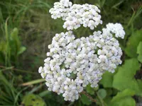 100_0498.webp