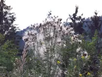 100_0519.webp