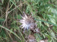 100_0529.webp