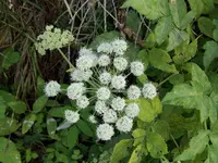 100_0517.webp