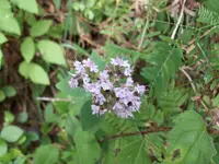 100_0526.webp