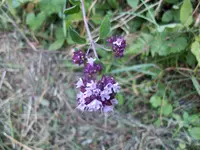 100_0527.webp